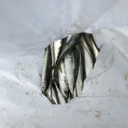 貝塚人工島穴釣り飛ばしサビキショアジギ