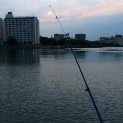 淀川のウナギ釣りパート6