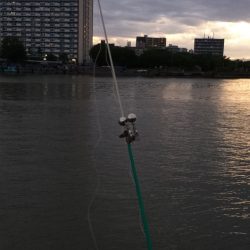 淀川のウナギ  パート2