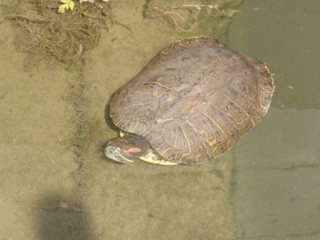 近所の水路で入れ食いを楽しむ