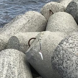 貝塚人工島穴釣り飛ばしサビキショアジギ
