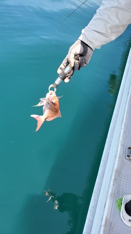 遊漁船　ニライカナイ 釣果