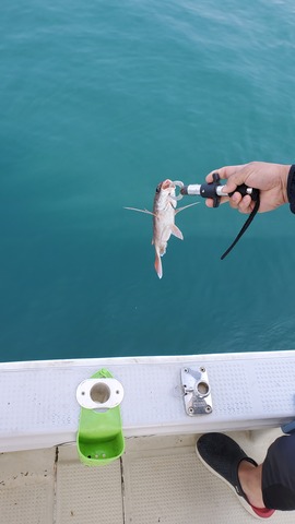 遊漁船　ニライカナイ 釣果