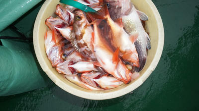 恵陽丸 釣果