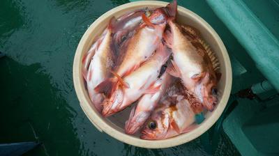 恵陽丸 釣果