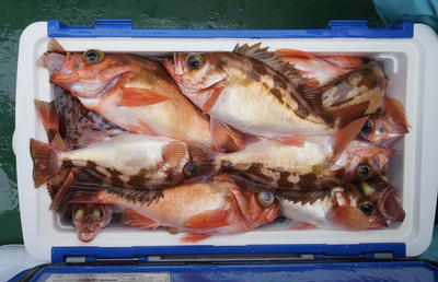 恵陽丸 釣果