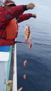 恵陽丸 釣果