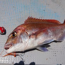 だて丸 釣果