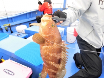 鯛紅丸 釣果