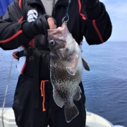 鯛紅丸 釣果