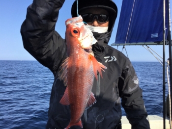 鯛紅丸 釣果