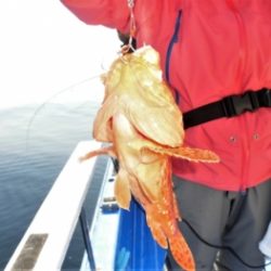 鯛紅丸 釣果