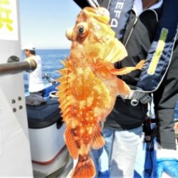 鯛紅丸 釣果