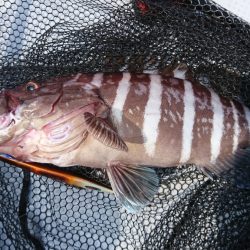 海龍丸（福岡） 釣果