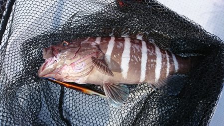 海龍丸（福岡） 釣果