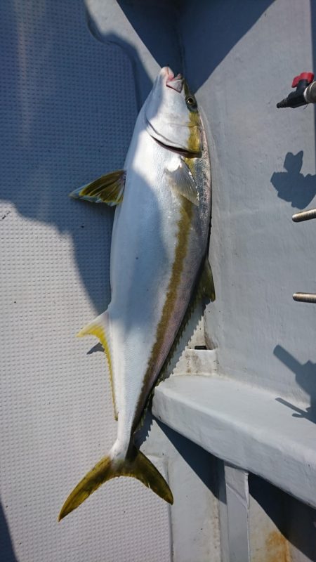 海龍丸（福岡） 釣果