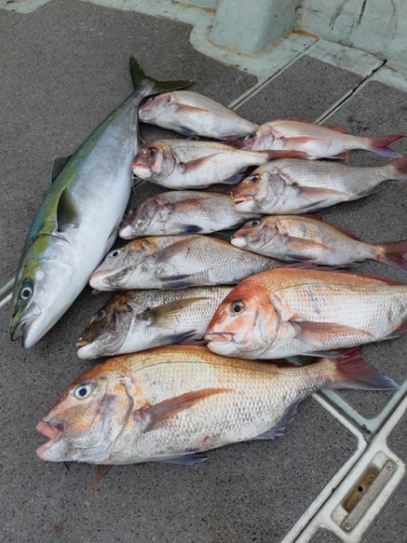 飛燕さくら丸 釣果