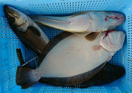 明神釣船 釣果