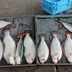 明神釣船 釣果