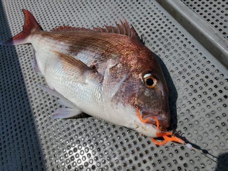 珀宝丸 釣果