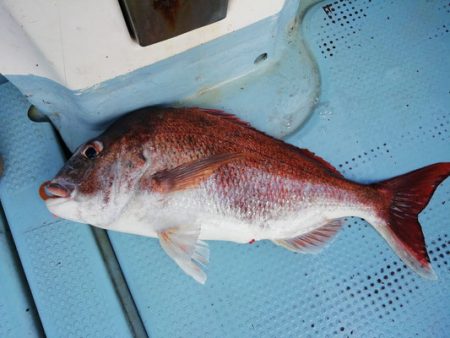 さんさん丸 釣果