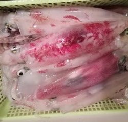 松福丸 釣果