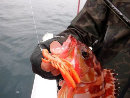 開進丸 釣果