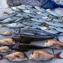 ミタチ丸 釣果