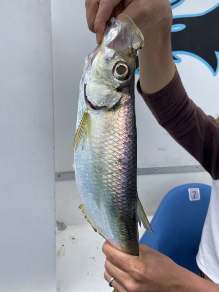 夢丸 釣果