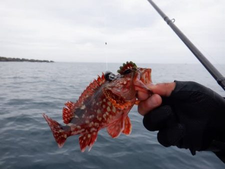 開進丸 釣果