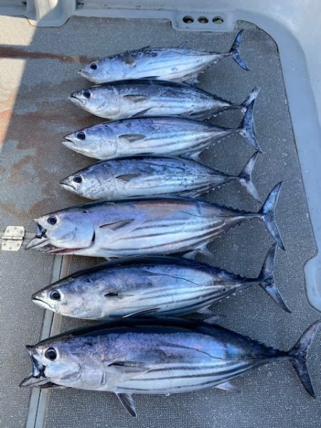 へいみつ丸 釣果