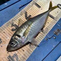 夢丸 釣果