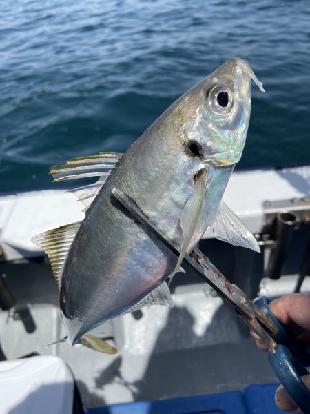 夢丸 釣果