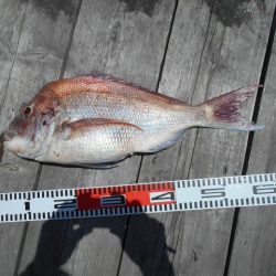 こかわ渡船　雅丸 釣果