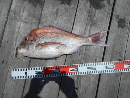 こかわ渡船　雅丸 釣果