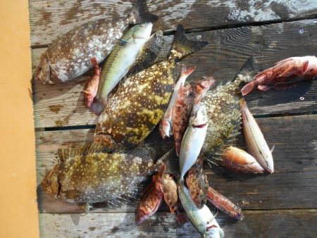 こかわ渡船　雅丸 釣果