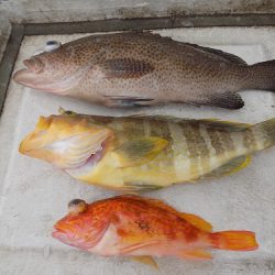 フィッシングボート空風（そらかぜ） 釣果