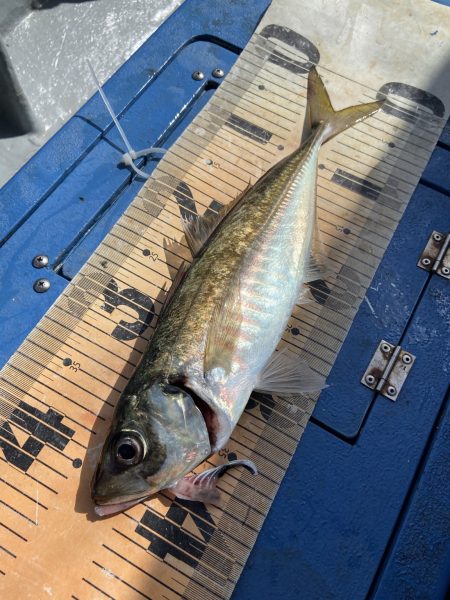 夢丸 釣果