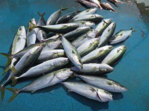 アジアマリンサービス 釣果