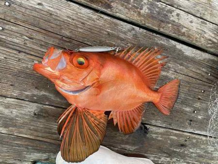 三吉丸 釣果