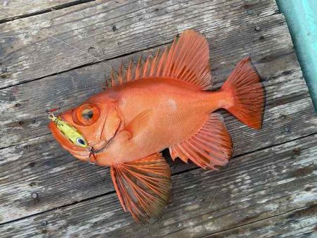 三吉丸 釣果