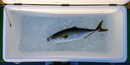 火遠理丸（ほおりまる） 釣果