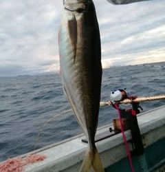 松福丸 釣果