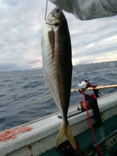 松福丸 釣果