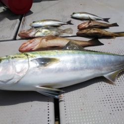 牛若丸 釣果