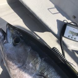 まると屋 釣果