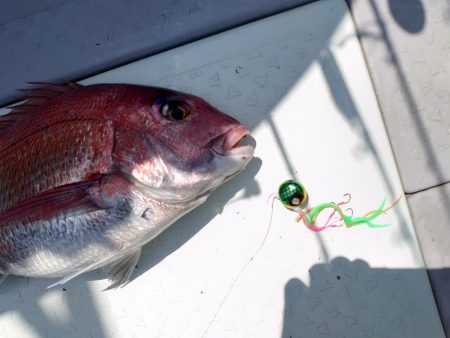 ブルーズ 釣果