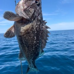 宝昌丸 釣果