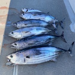 へいみつ丸 釣果