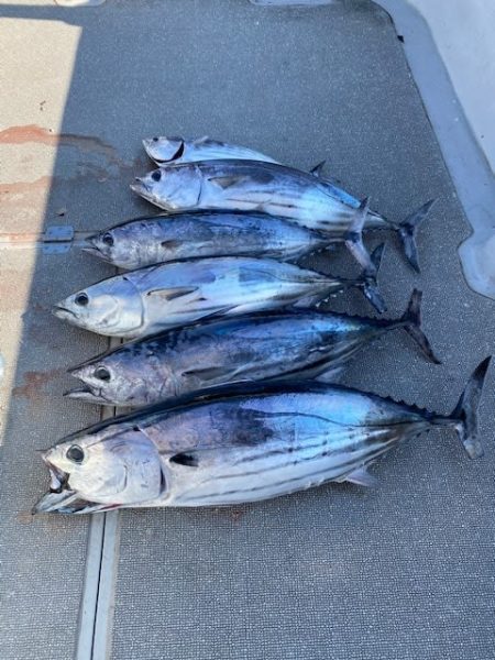 へいみつ丸 釣果